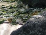 Aves