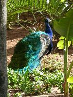 Aves