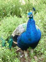 Aves