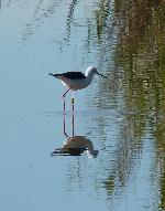Aves