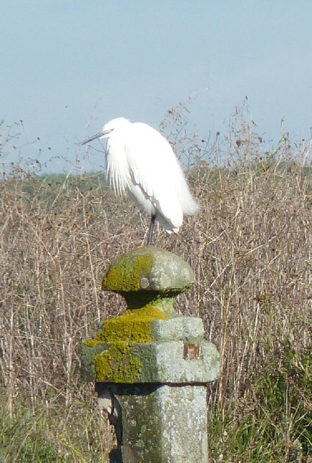 Garça-branca-pequena