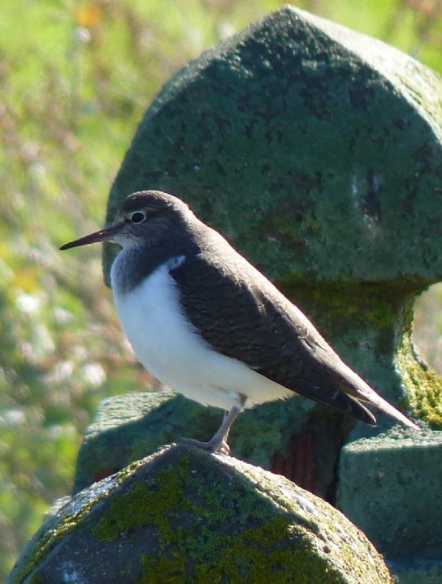 Maçarico-das-rochas