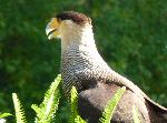 Aves