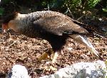 Aves