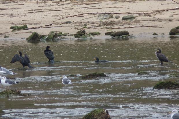 Corvos-marinhos-de-faces-brancas