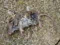 Rato morto