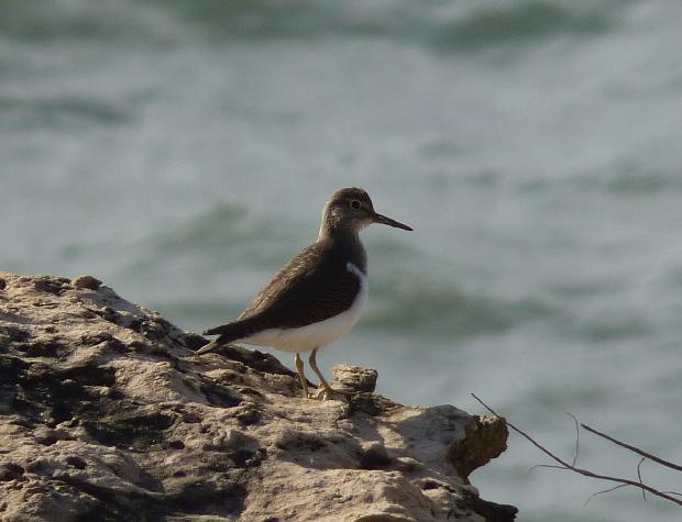 Maçarico-das-rochas