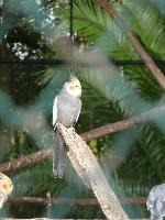 Aves
