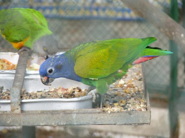Papagaio-de-cabeça-azul