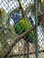 Papagaio-de-cabeça-azul