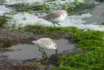 Aves