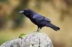 Aves
