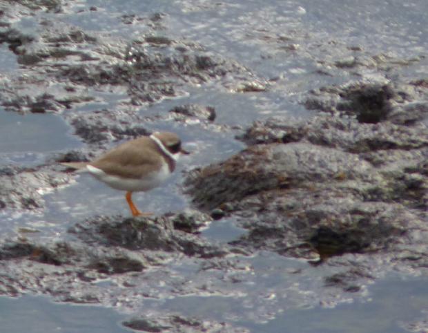 Borrelho-pequeno-de-coleira