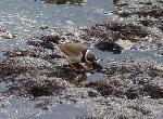 Aves
