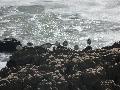 Pilritos-das-praias
