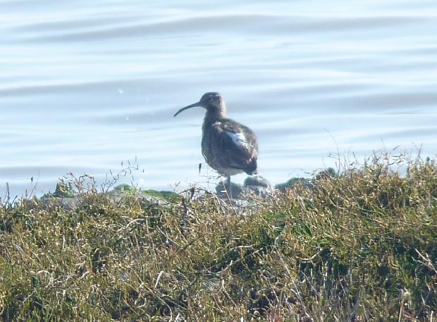 Maçarico-de-bico-direito