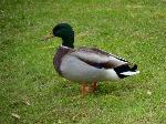 Aves