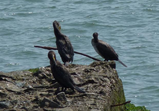 Corvos-marinhos-de-faces-branca