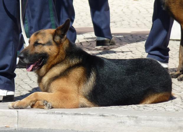 Pastor Alemão - GNR