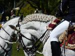 Cavalos