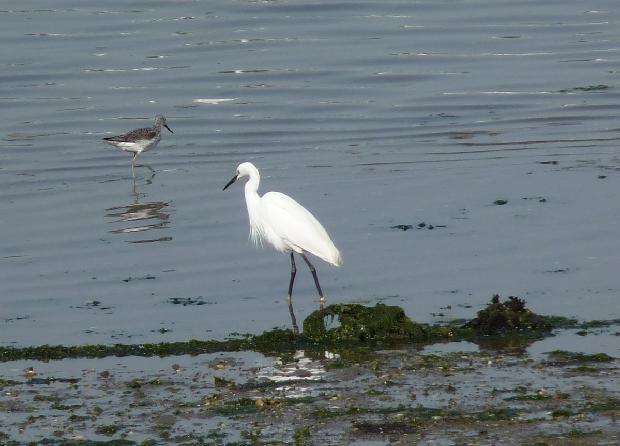 Garça-branca-pequena