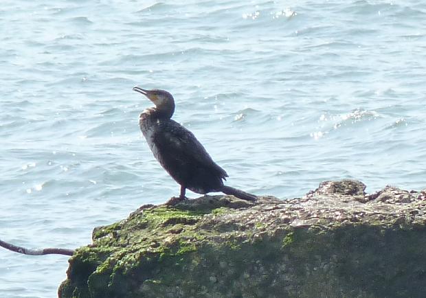 Corvo-marinhos-de-faces-branca