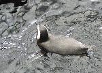 Aves