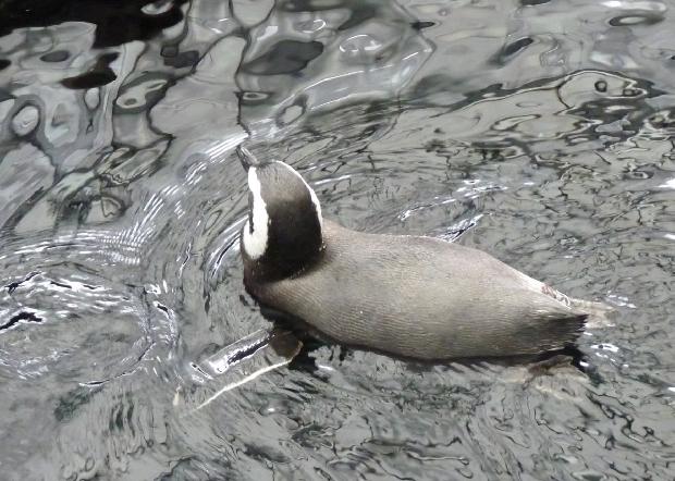 Pinguim-de-Magalhães