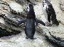 Pinguim-de-Magalhães