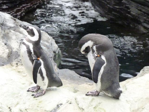 Pinguim-de-Magalhães