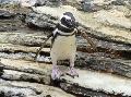 Pinguim-de-Magalhães