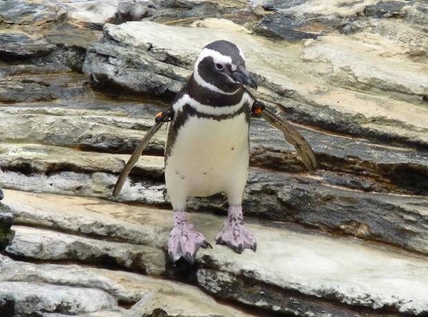 Pinguim-de-Magalhães