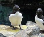 Aves