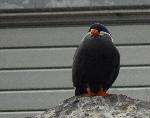 Aves
