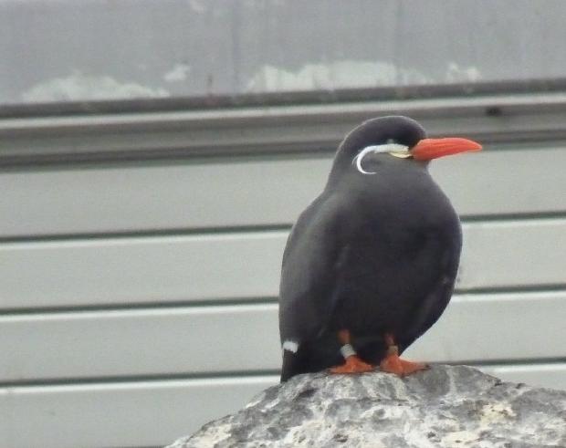 Andorinha-do-mar-inca