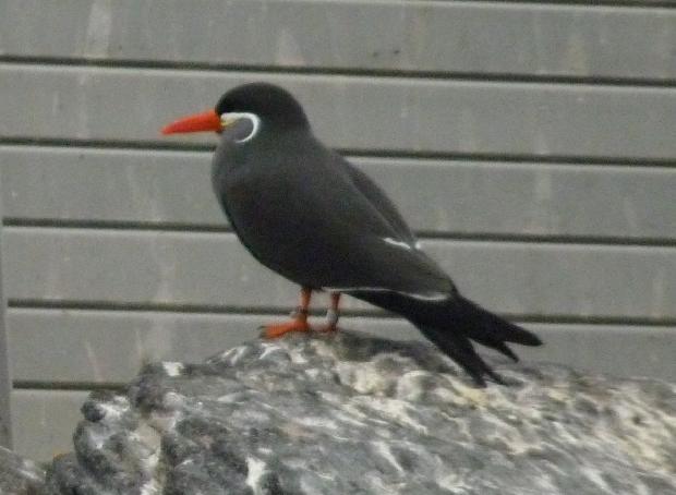 Andorinha-do-mar-inca