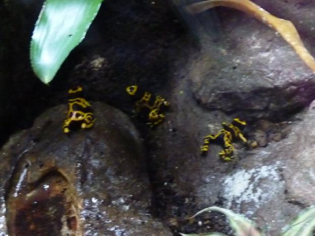 Rãs-flecha-pretas-e-amarelas