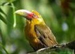 Aves