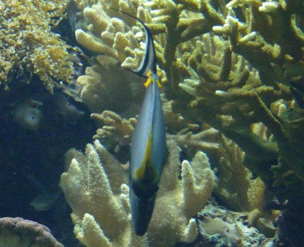 Unicórnio-de-espigão-laranja