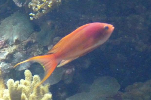 Anthias-de-barbatana-filamentosa