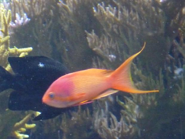 Anthias-de-barbatana-filamentosa