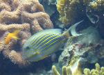 Cirurgião-zebra <i>(Acanthurus lineatus)</i>