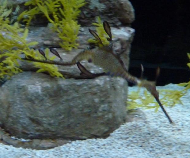 Dragão-marinho-comum