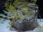 Dragão-marinho <i>(Phycodurus eques)</i>