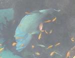 Peixe-Napoleão <i>(Cheilinus undulatus)</i>