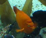Garibaldi <i>(Hypsypops rubicundus)</i>