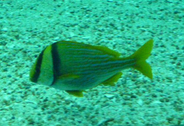 Roncador-listrado-americano