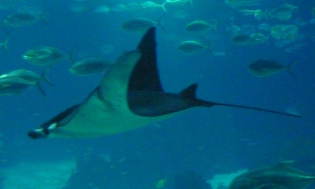 Manta-diabo