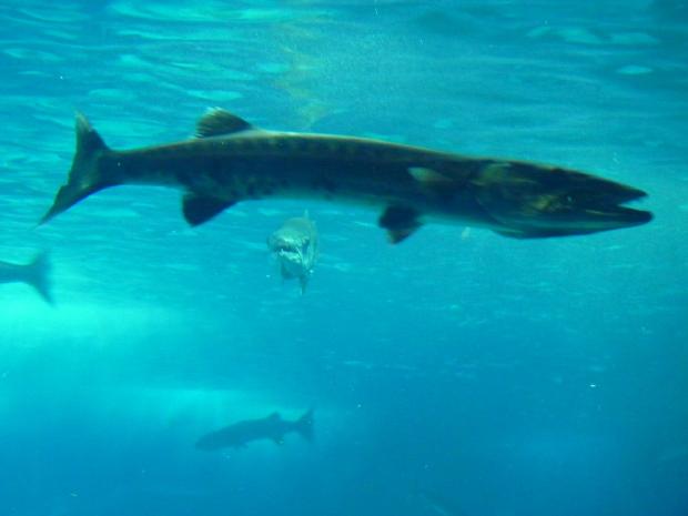Barracuda-gigante