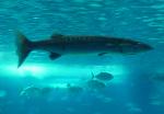 Barracuda-gigante <i>(Sphyraena barracuda)</i>